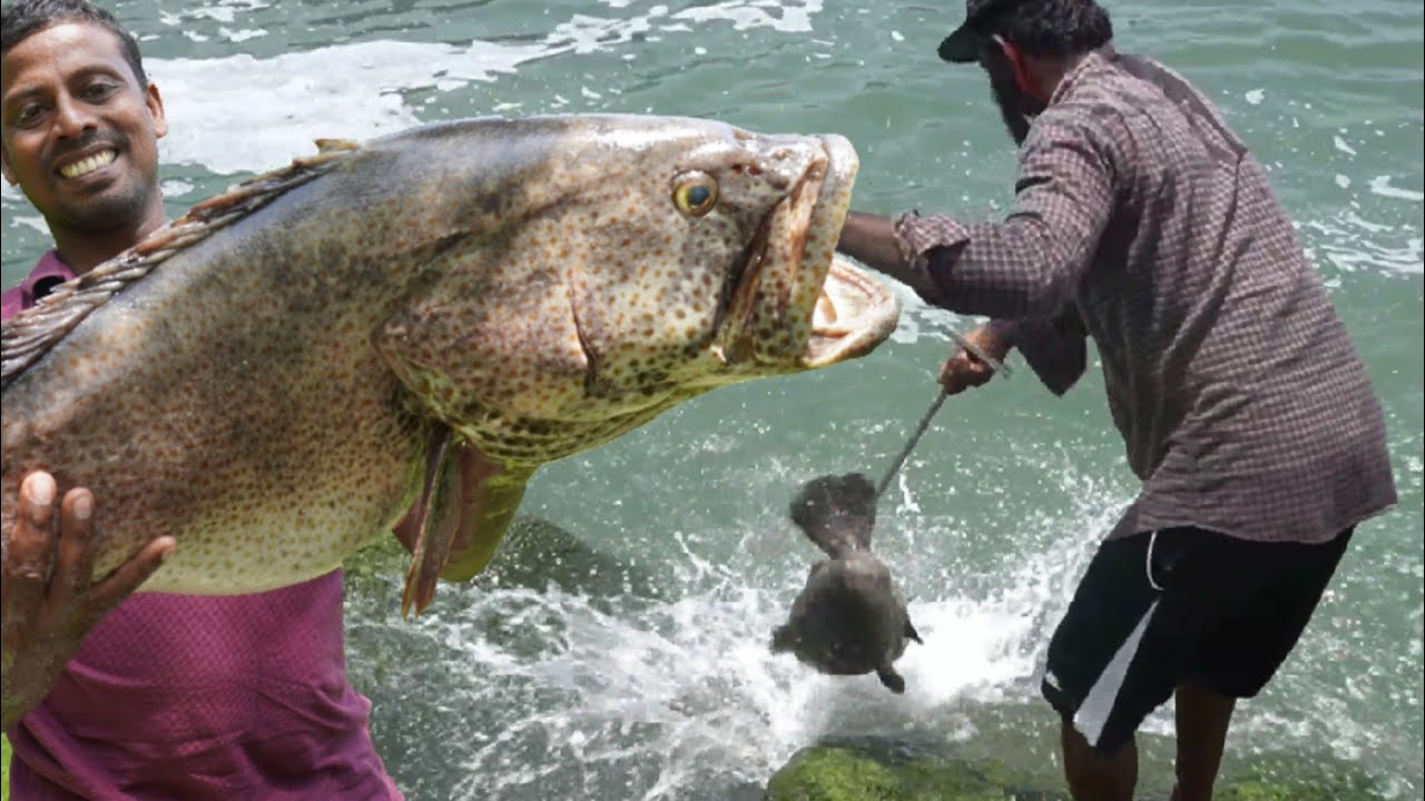 കൈ ചൂണ്ടയിൽ 12 kg.... 😳😳/12 Kg Hamour Catch Through Hand Line From Sea
