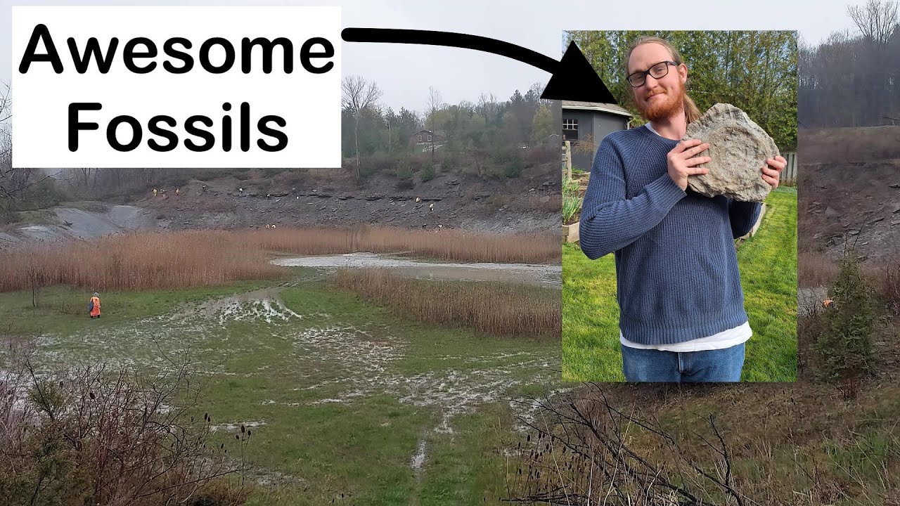 Fossil Hunting For Ancient Fish, Giant Coral, and More! Ontario Rockhounding