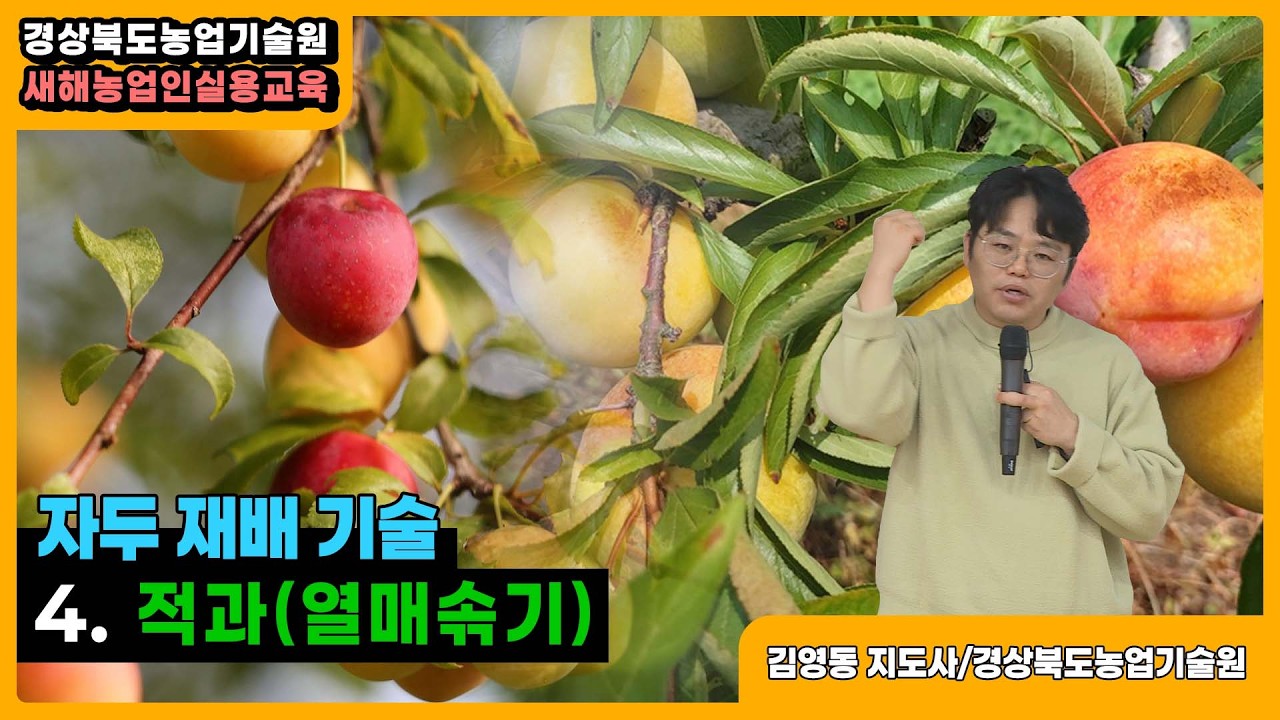자두 재배기술 - 4.적과(열매솎기)