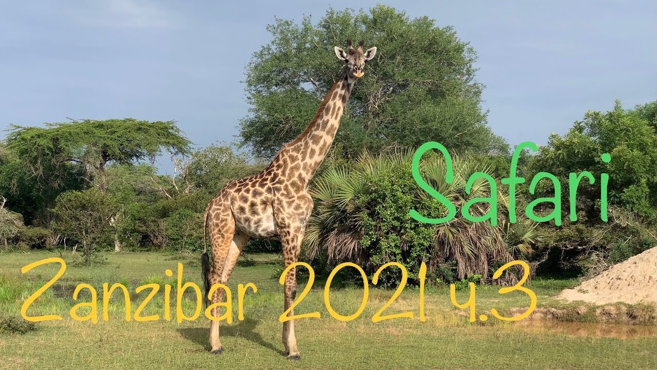 Занзибар 2021. Танзания, Сафари, Парк Селус