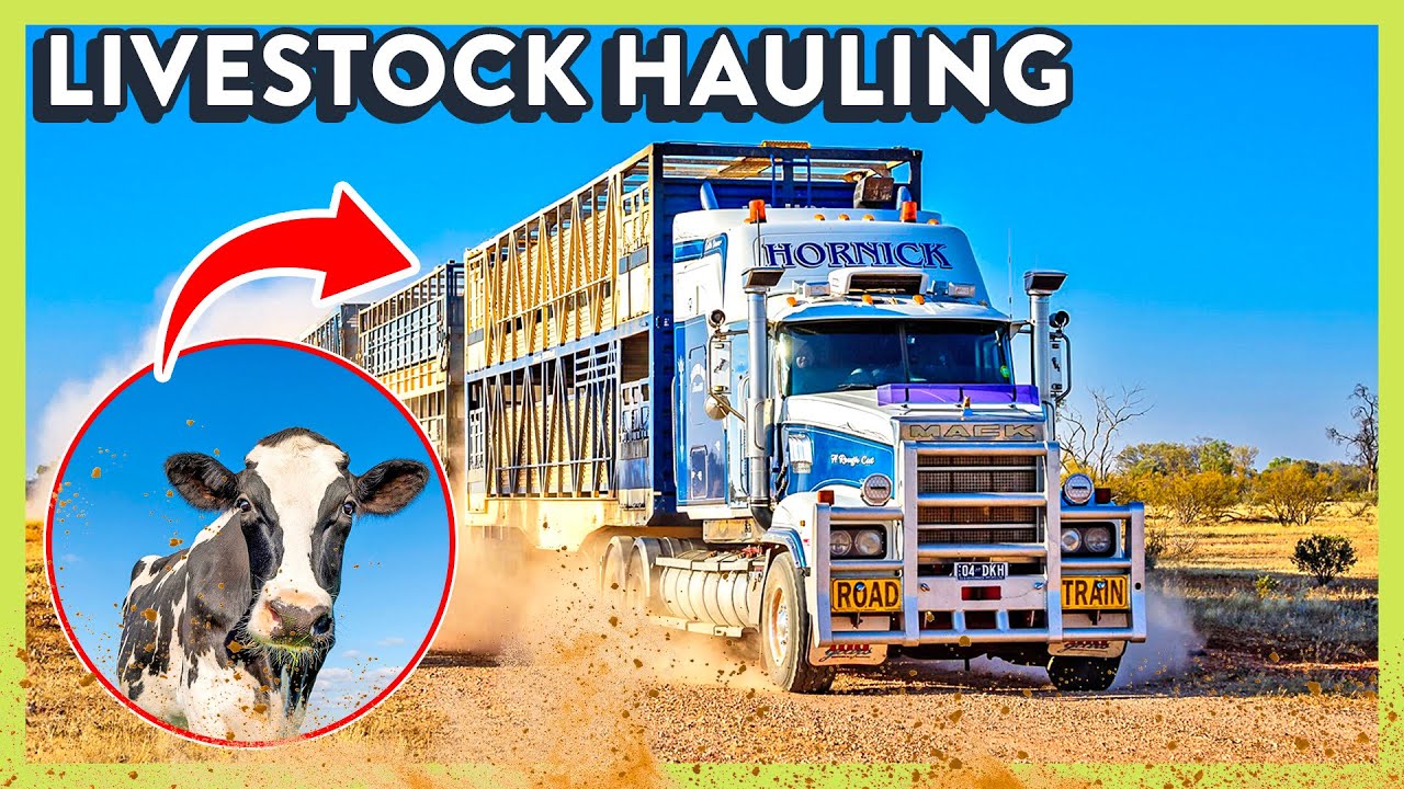 How Truck Drivers Navigate the High-Stakes World of Hauling Livestock