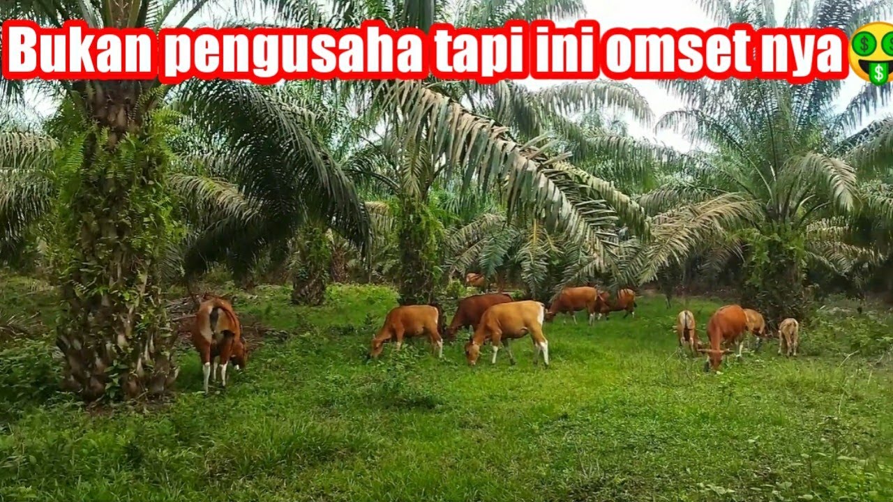 GEMBALA SAPI DI KEBUN SAWIT OMESET NYA SEKITAR 7 PER EKOR 🤑