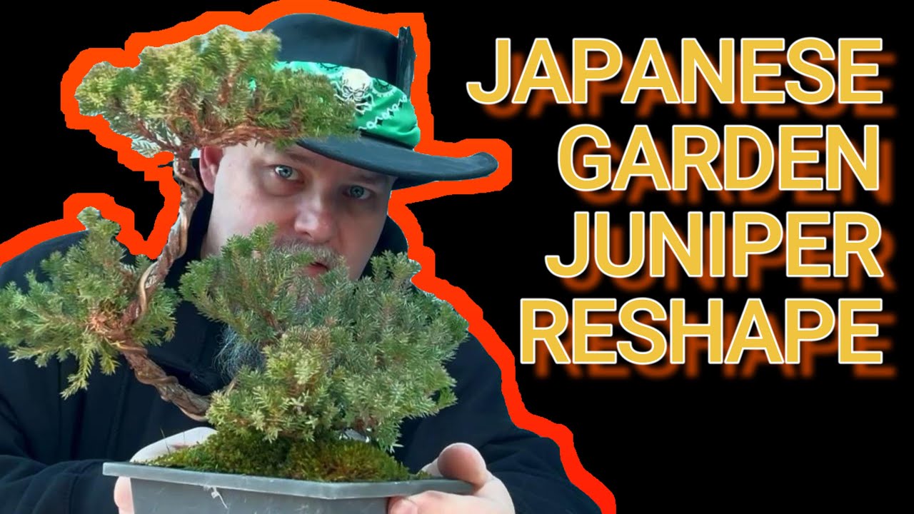 Ep65 Japanese Juniper rewiring