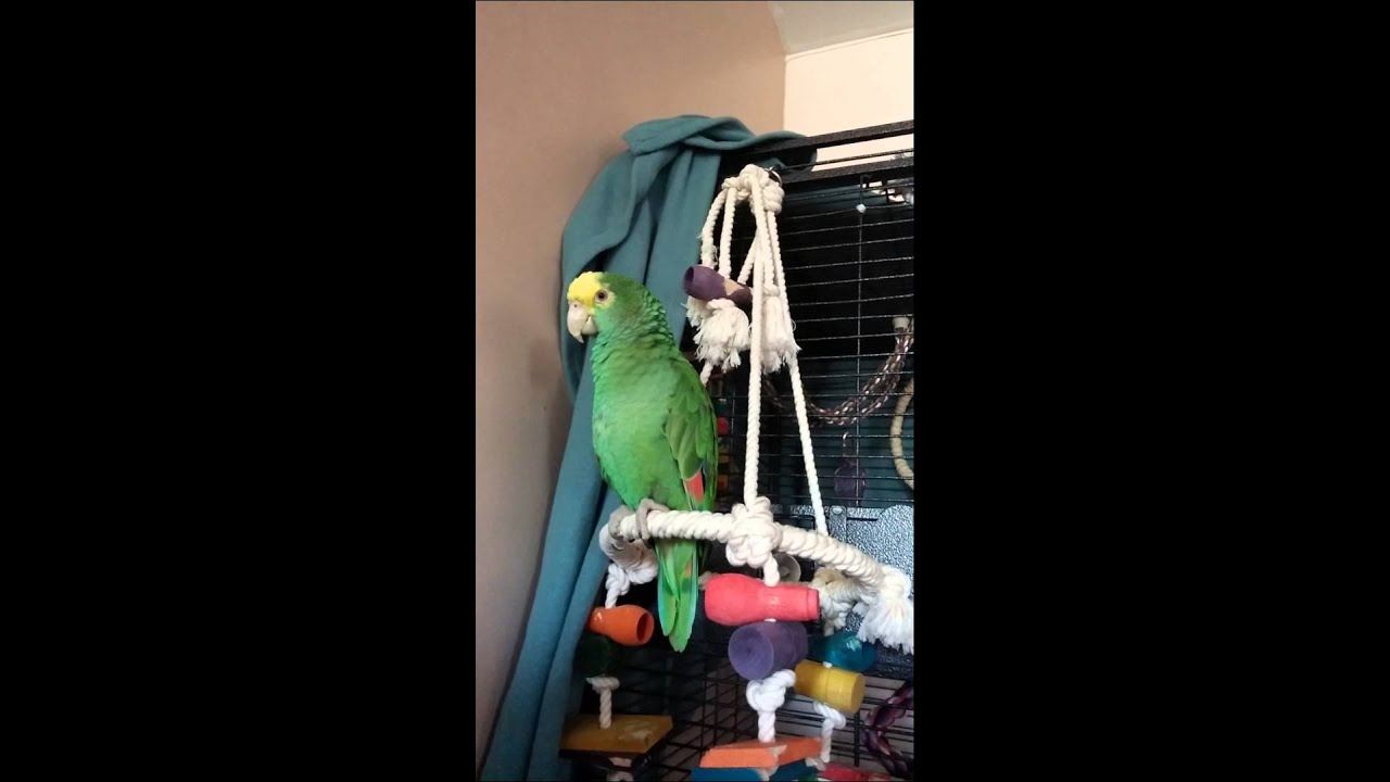 The many sounds of an amazon parrot.