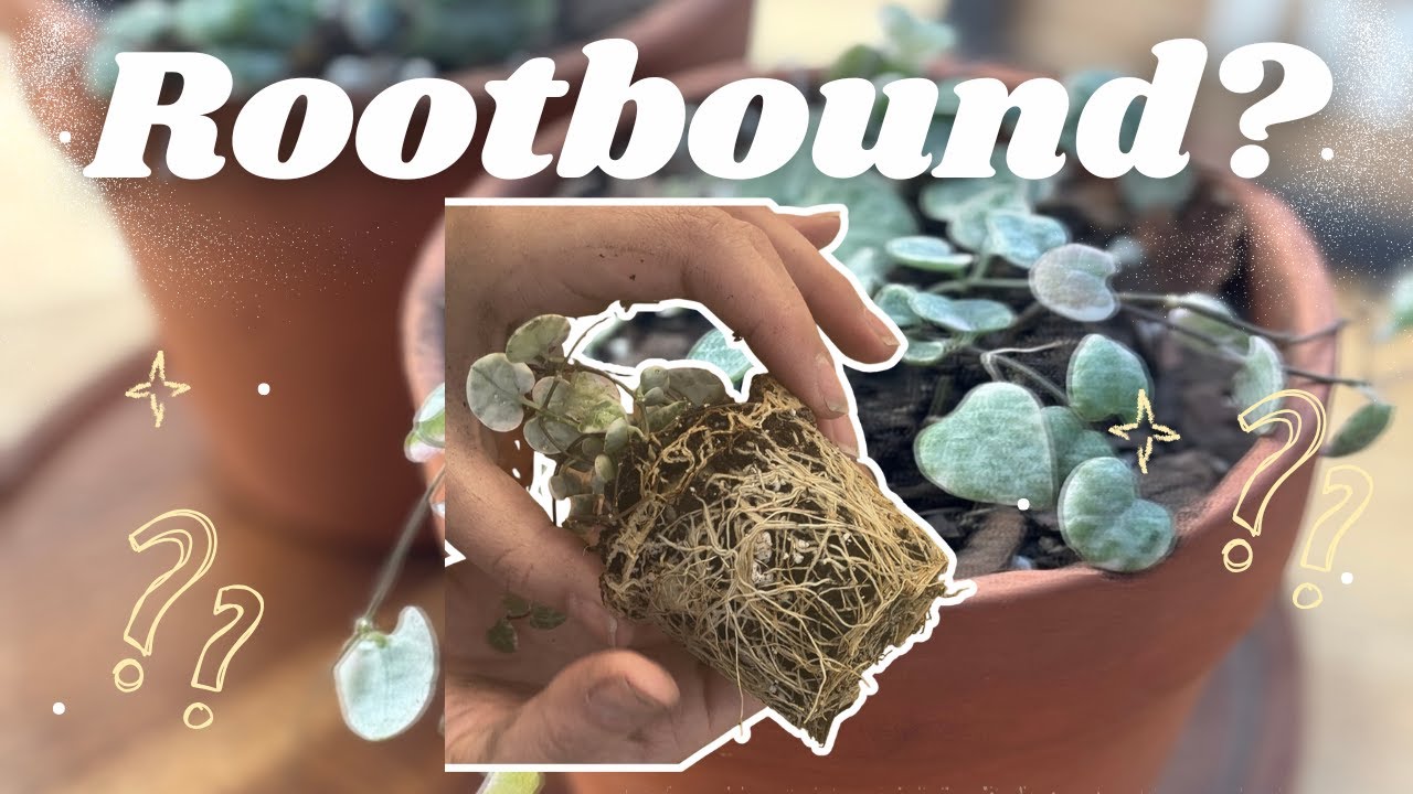 Repot Variegated String of Hearts With Me 🌱 (Ramen Noodle Roots!) 