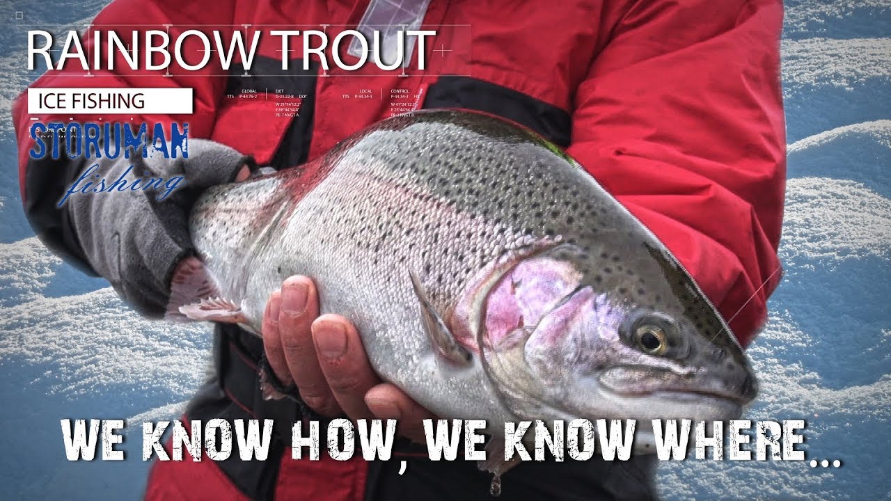 We know how, we know where! Rainbow trout by Storuman fishing. Winter edition.