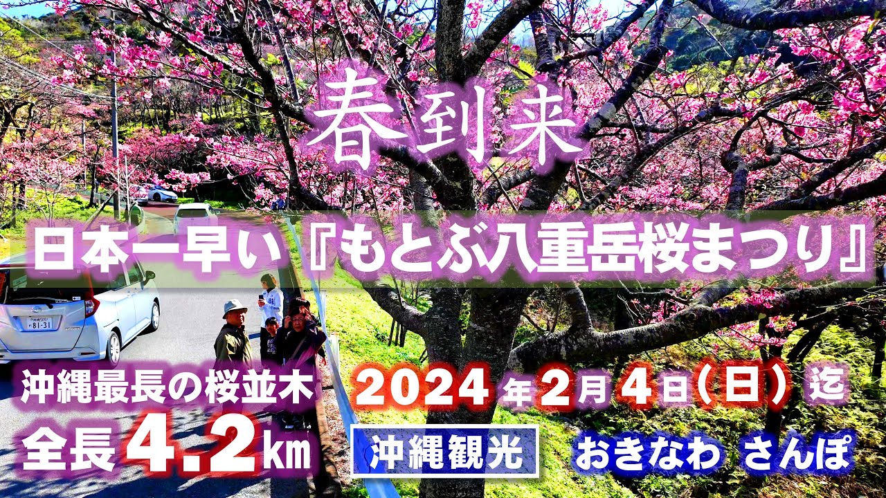 ◤沖縄観光◢ 全長4.2kmの桜並木『もとぶ八重岳さくら祭り』 ♯672  沖縄旅行 おきなわさんぽ
