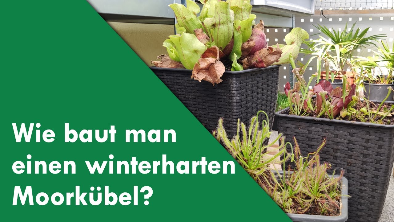 Alltag: Ich baue einen winterharten Moorkübel | Fleischfressende Pflanzen