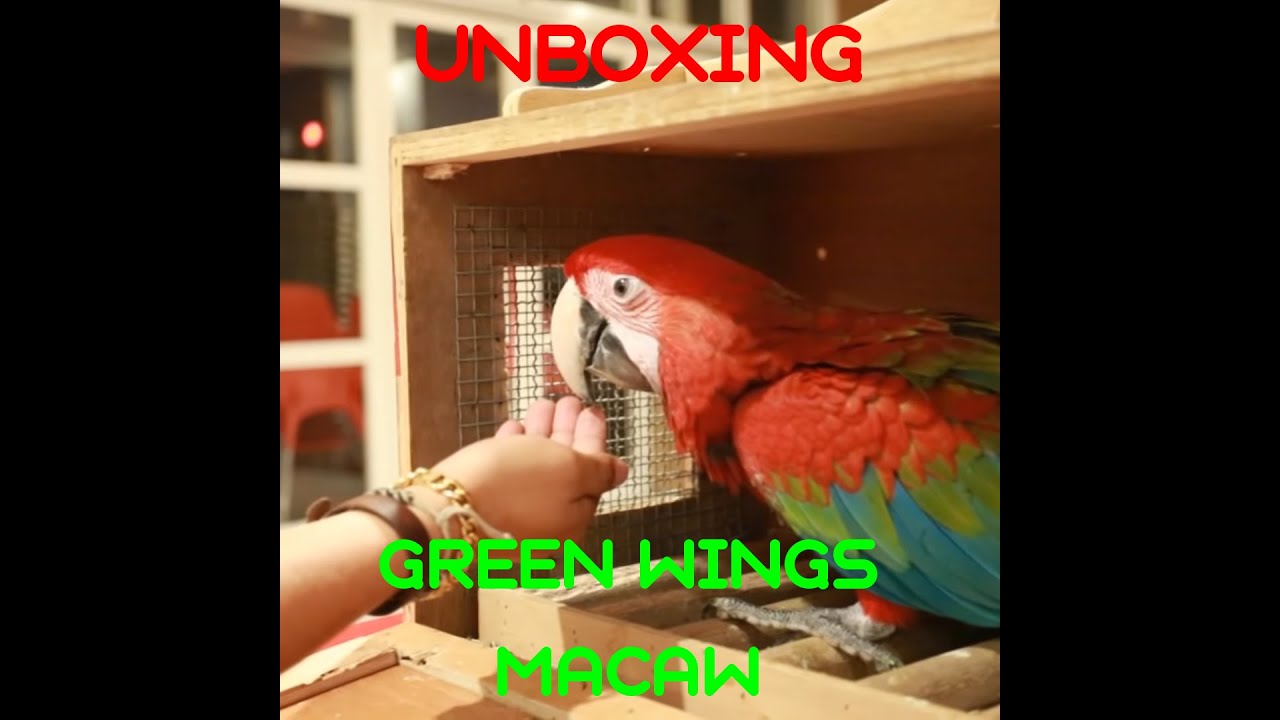 UNBOXING GREEN WINGS MACAW name TIGER