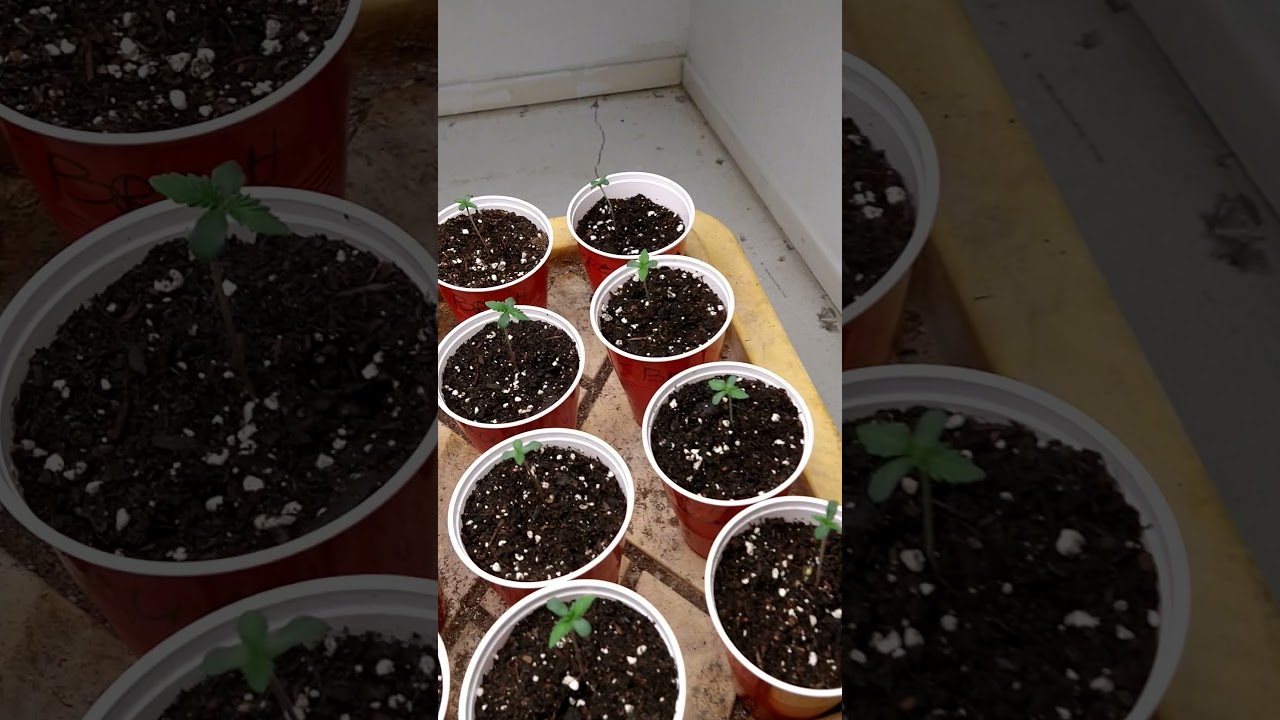 in-house genetic  & 3rd coast genetics grow