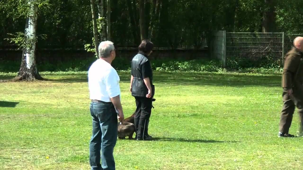 Schutzdienst IPO3 100 Punkte.avi