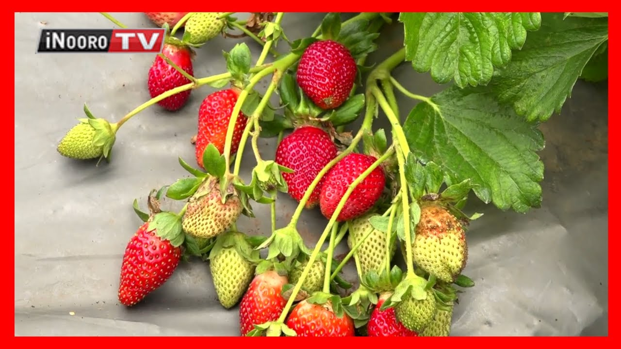 Urimi wa Strawberry, Nyandarua #MugamboWaMurimi  Part 1