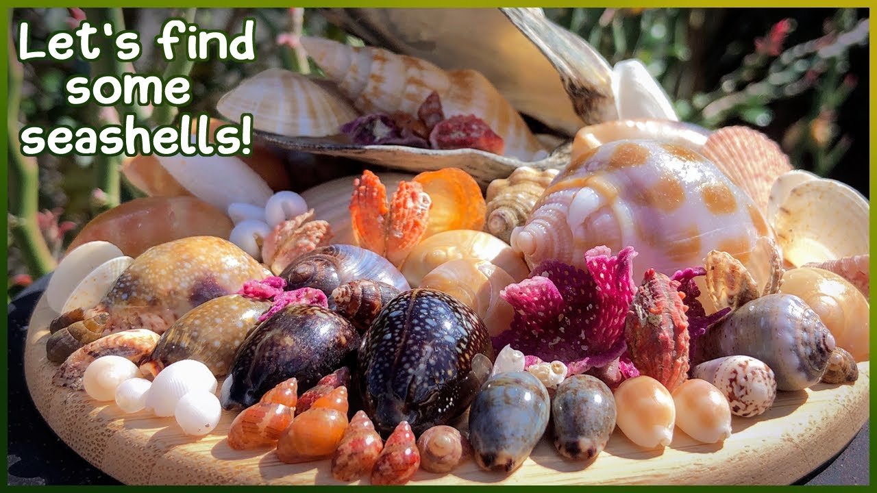 Finding Seashells at Low Tide | Colorful Assortment in the Rock Pools #shelling #shell