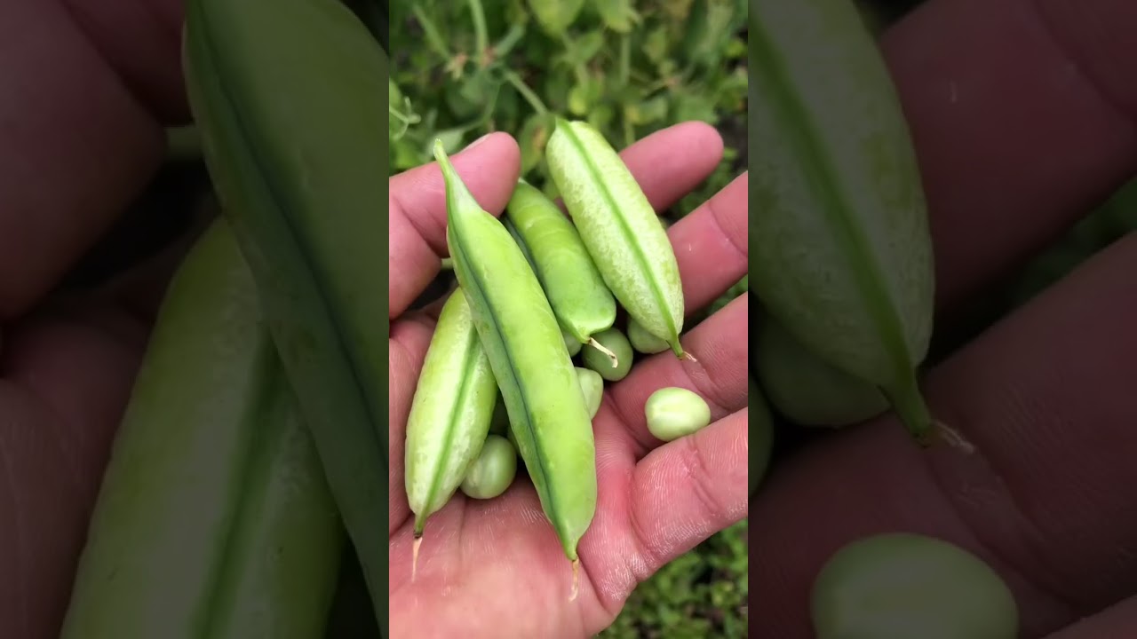 Cultivo de arveja verde. 🌱👨&zwj;🌾⬇️⬇️