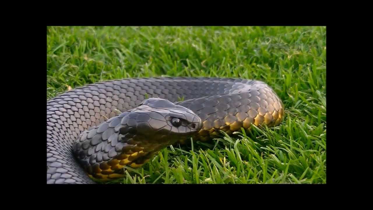 Tassie Tigersnake