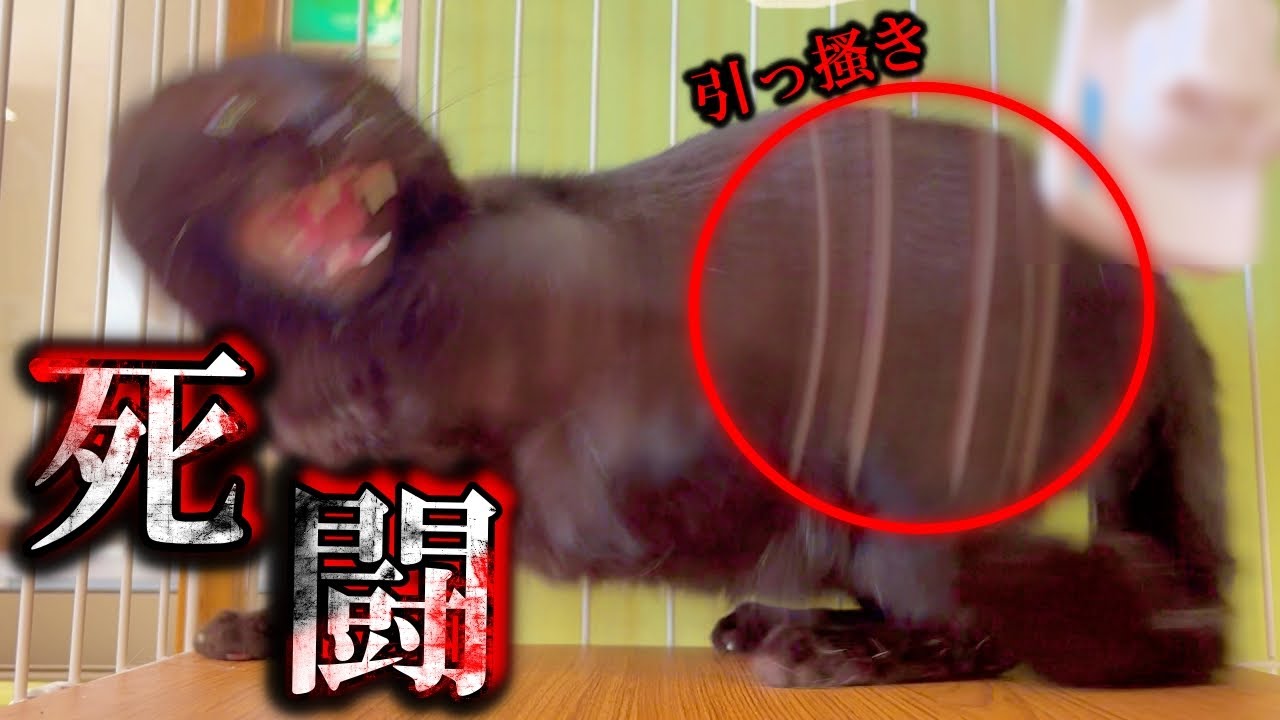 【死闘】栄養失調で保護された黒猫の人馴れ訓練