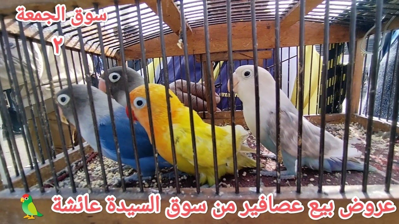 عروض بيع عصافير وببغاوات من سوق الجمعة بالسيدة عائشة عصافير بأرقام أصحابها 🦜💣🔥