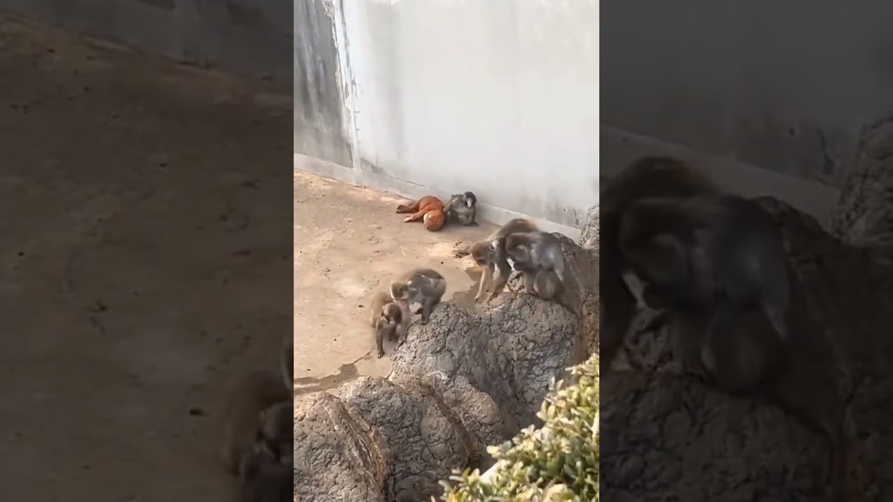 Oh… poor little Panchi.This heartbreaking story has been spreading across social media.