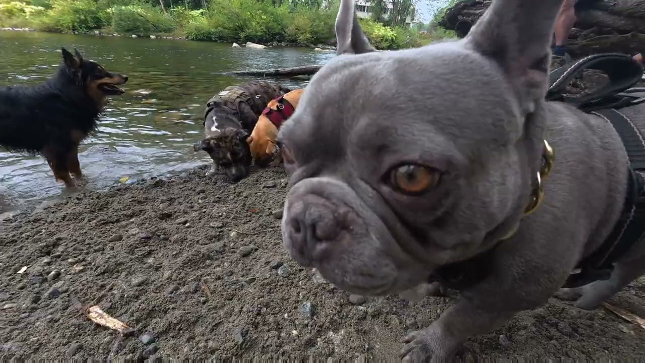 4 very different dogs play games and chase each other around the Seymour riverside