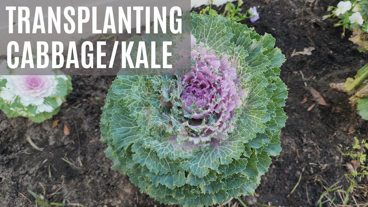 Пересадка декоративной капусты и кочанной капусты🌱 Новая грядка 🌱 Удаление мульчи с участка.
