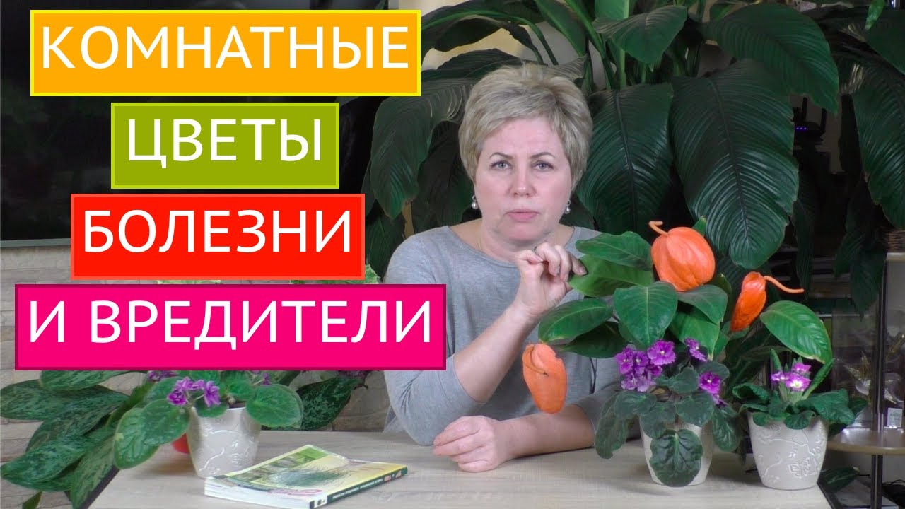 БОЛЕЗНИ И ВРЕДИТЕЛИ КОМНАТНЫХ РАСТЕНИЙ, МЕТОДЫ БОРЬБЫ С НИМИ! БОЛЬШОЙ ОБЗОР!