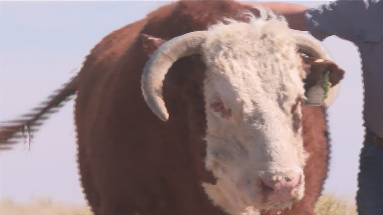 Barber Ranch awarded prestige animal award