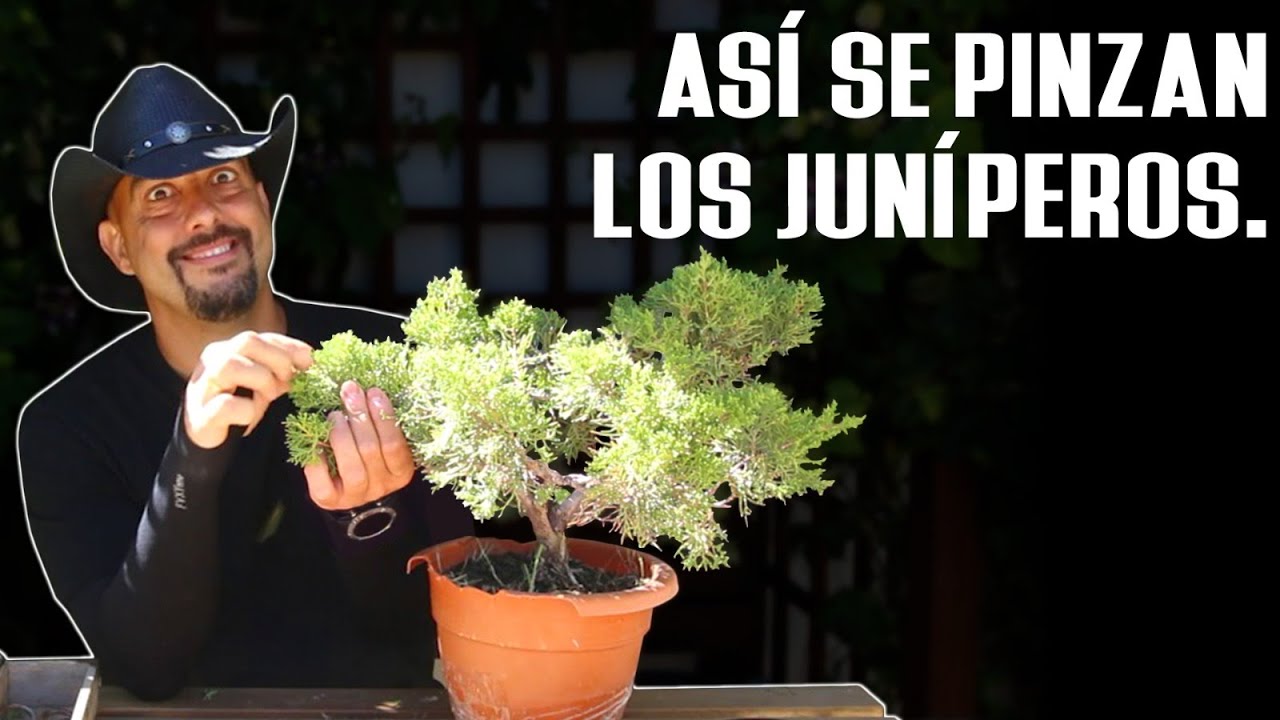 Cómo compactar juníperos Bonsai