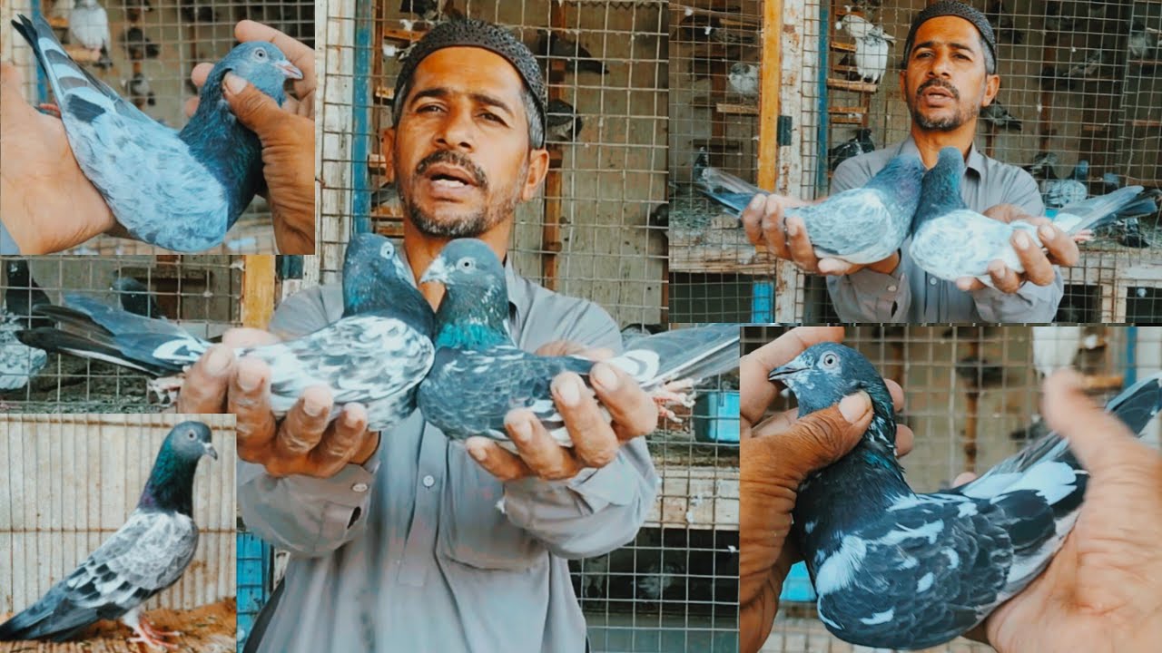 ferozpuri kabootar ka shok krein
