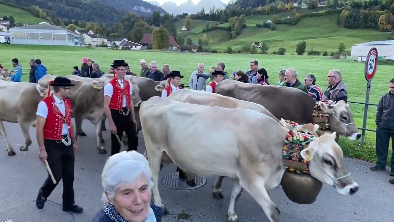 Nesslau: Die grösste Viehschau der Schweiz