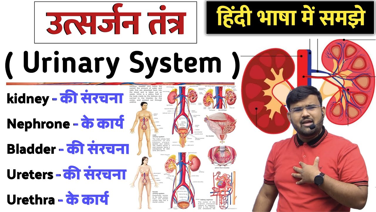 उत्सर्जन तंत्र | Urinary System | Excretory System | Kidney | Nephrons | Anatomy and Physiology