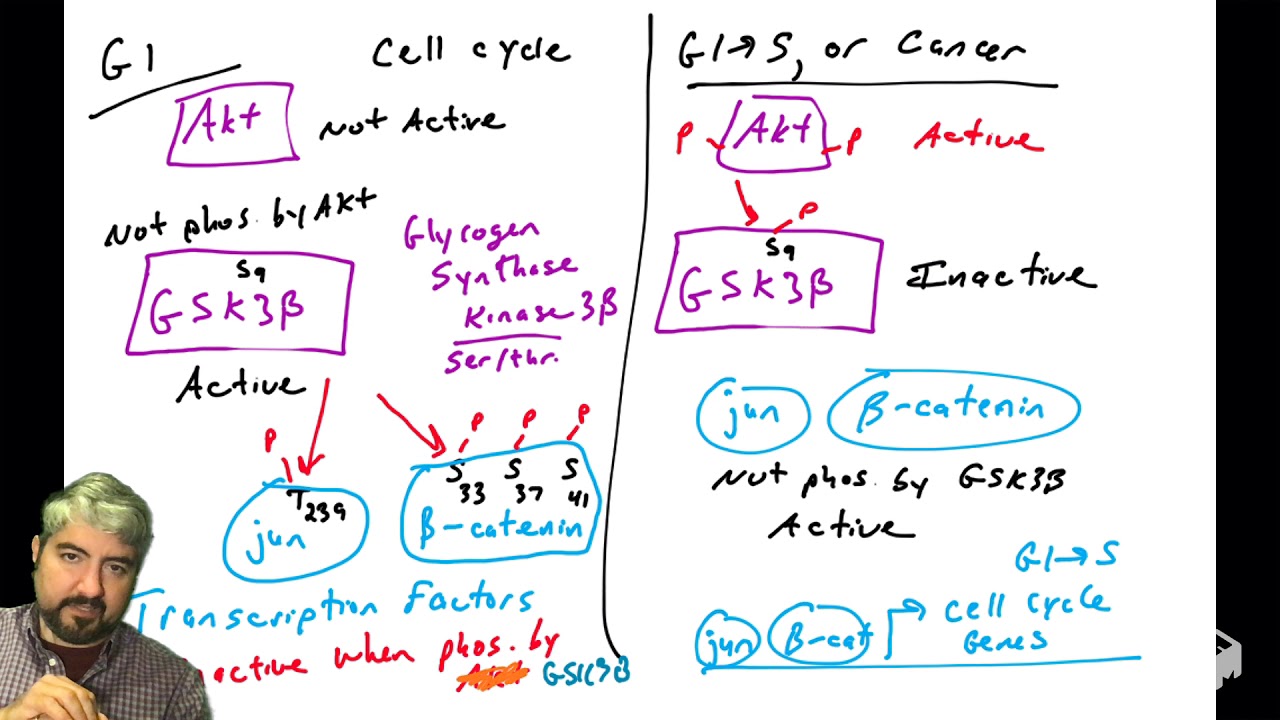 PI3K Akt pathway - part 8: Akt substrates (II of II)
