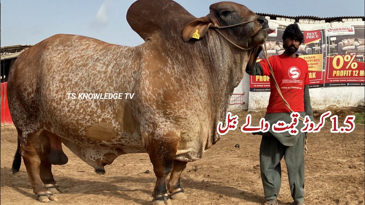 Biggest Qirbani Bulls of SURMAWALA Cattle Farm #bakra_mandi #cowmandi #cattlefarm #mandi