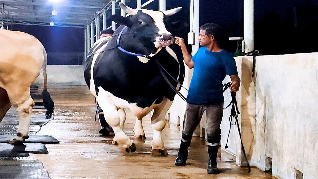 1200 KG Holstein Friesian bull | Brownie's Ranch