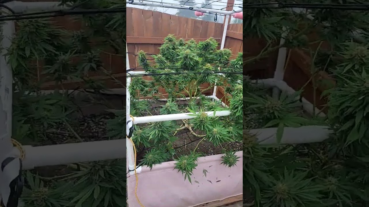 Bubblegum Serious Seeds week 7 flowering.