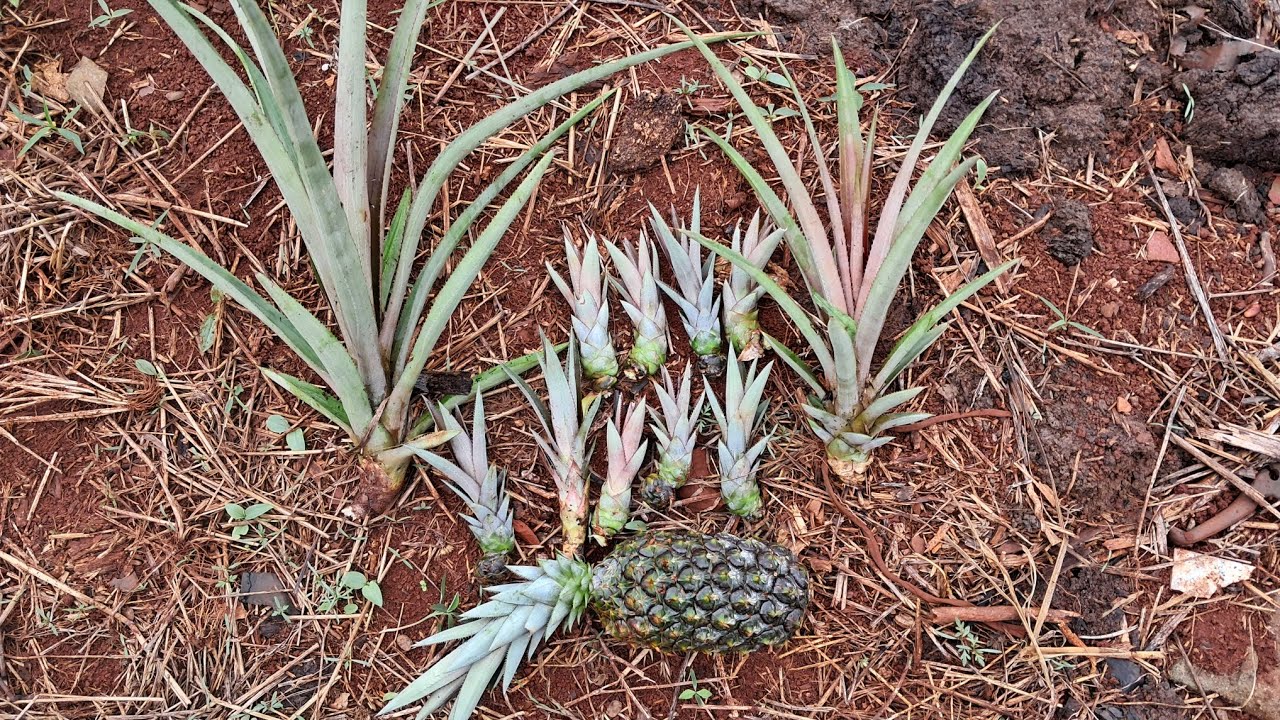 Como fazer mudas de abacaxi 🍍 
