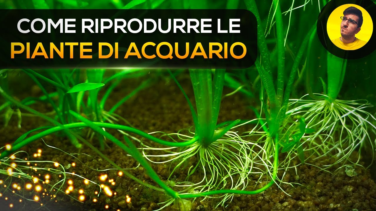Come RIPRODURRE Le PIANTE In ACQUARIO