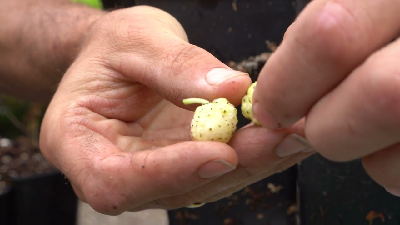 Hoe smaakt de witte moerbei en waarom zou je het ras 'Carman' kiezen?