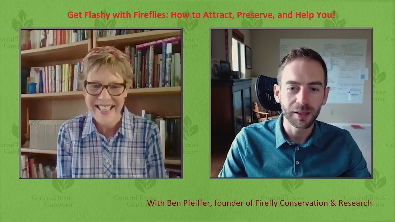 How to Attract and Protect Fireflies