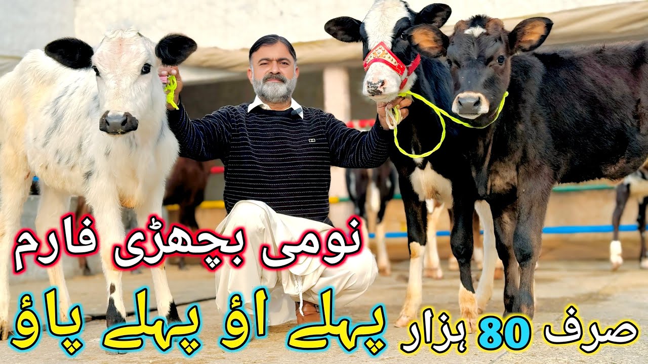 ماشاءاللہ 25 جانوروں کی نیو لاٹ دستیاب کم بجٹ والے بھائیوں کے لیے تحفے