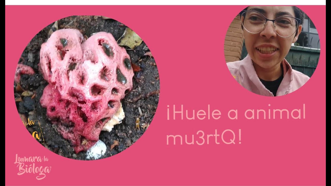 Hongo imita carne animal: Clathrus crispus