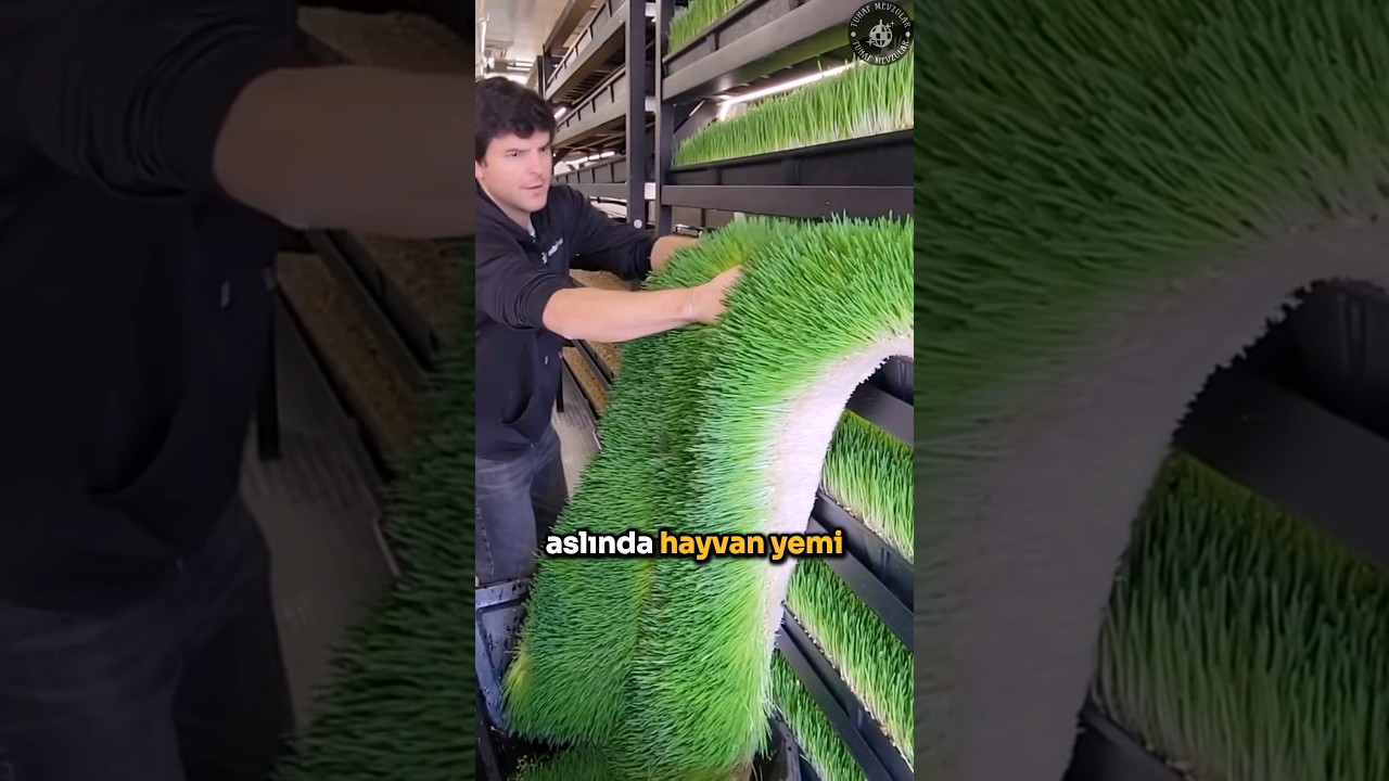 Bir Haftada Hasat Edilen Yem 🌱 🐮 😱