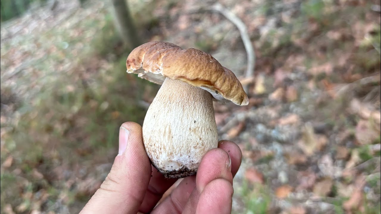 Primeros primordios de Boletus Edulis 8/10/2025