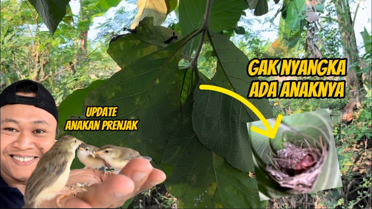 Hampir terkecoh, karena sarangnya kanan kiri ketutupan daun,, untung induknya bunyi terus 😅
