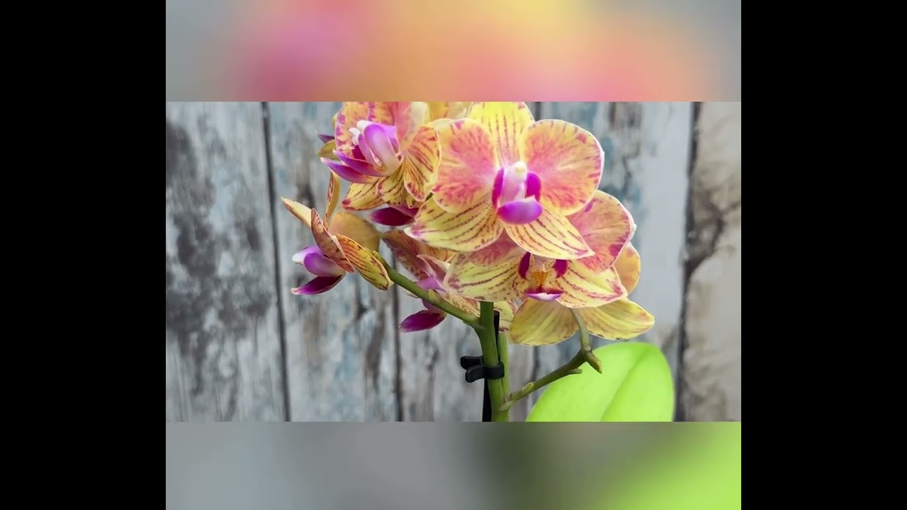 Балашиха, Московская область #orchid #обзор