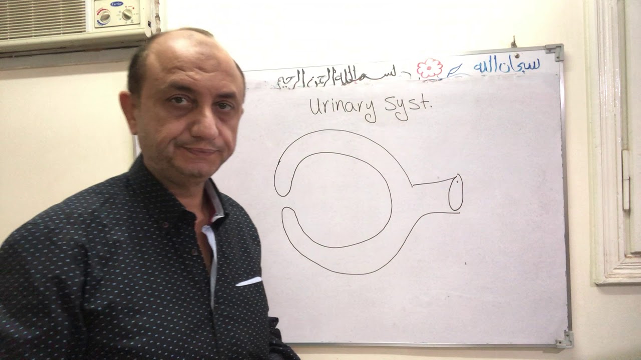 Urinary system part 1