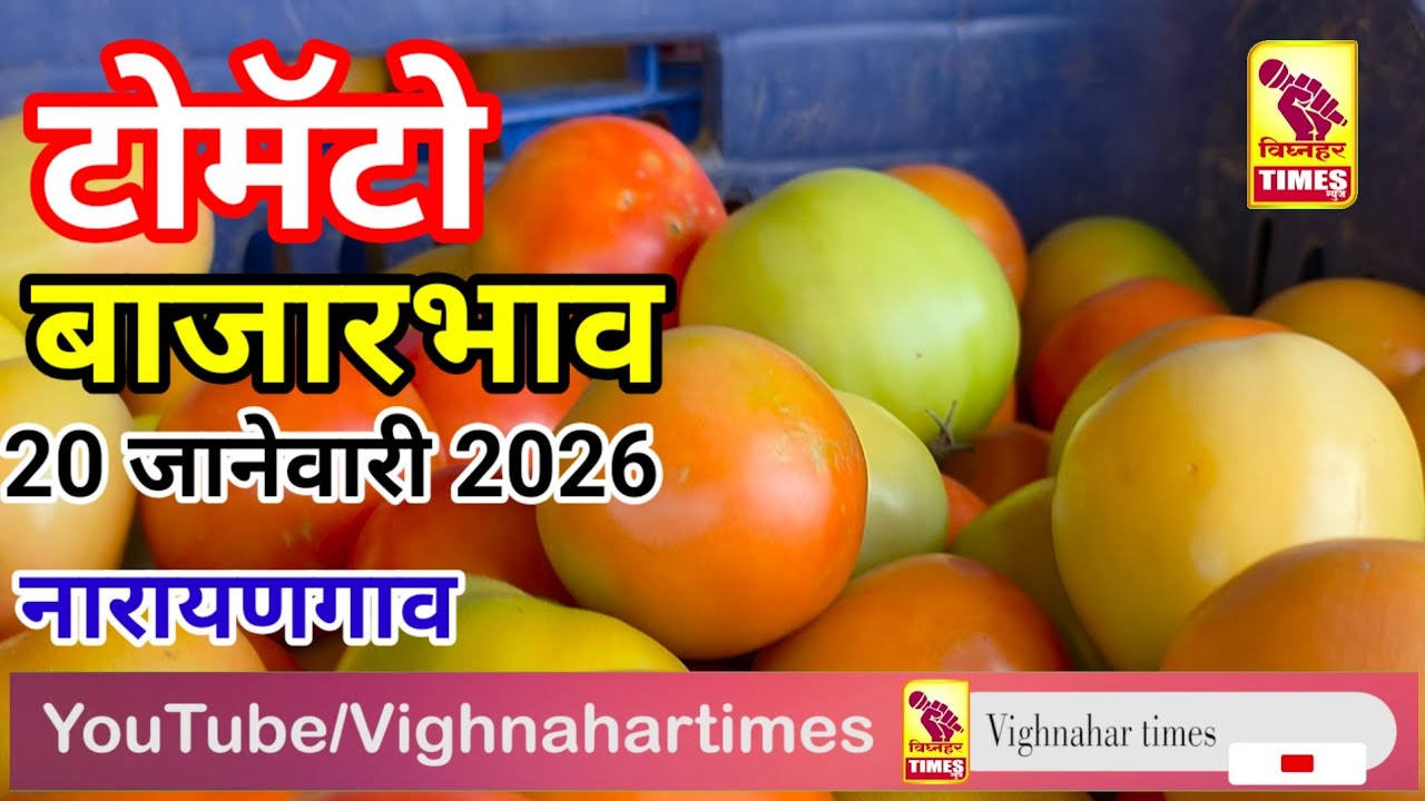 नारायणगाव टोमॅटो मार्केट l दिनांक 20 जानेवारी 2026 रोजी पहा टोमॅटोला काय मिळाला बाजारभाव?