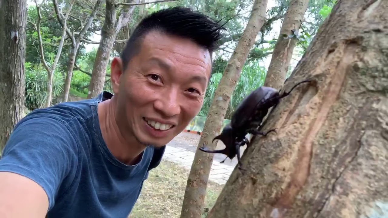 熱血阿傑超狂生態課！獨角仙Trypoxylus dichotomus光蠟樹-白雞油-台北市自然觀察直播