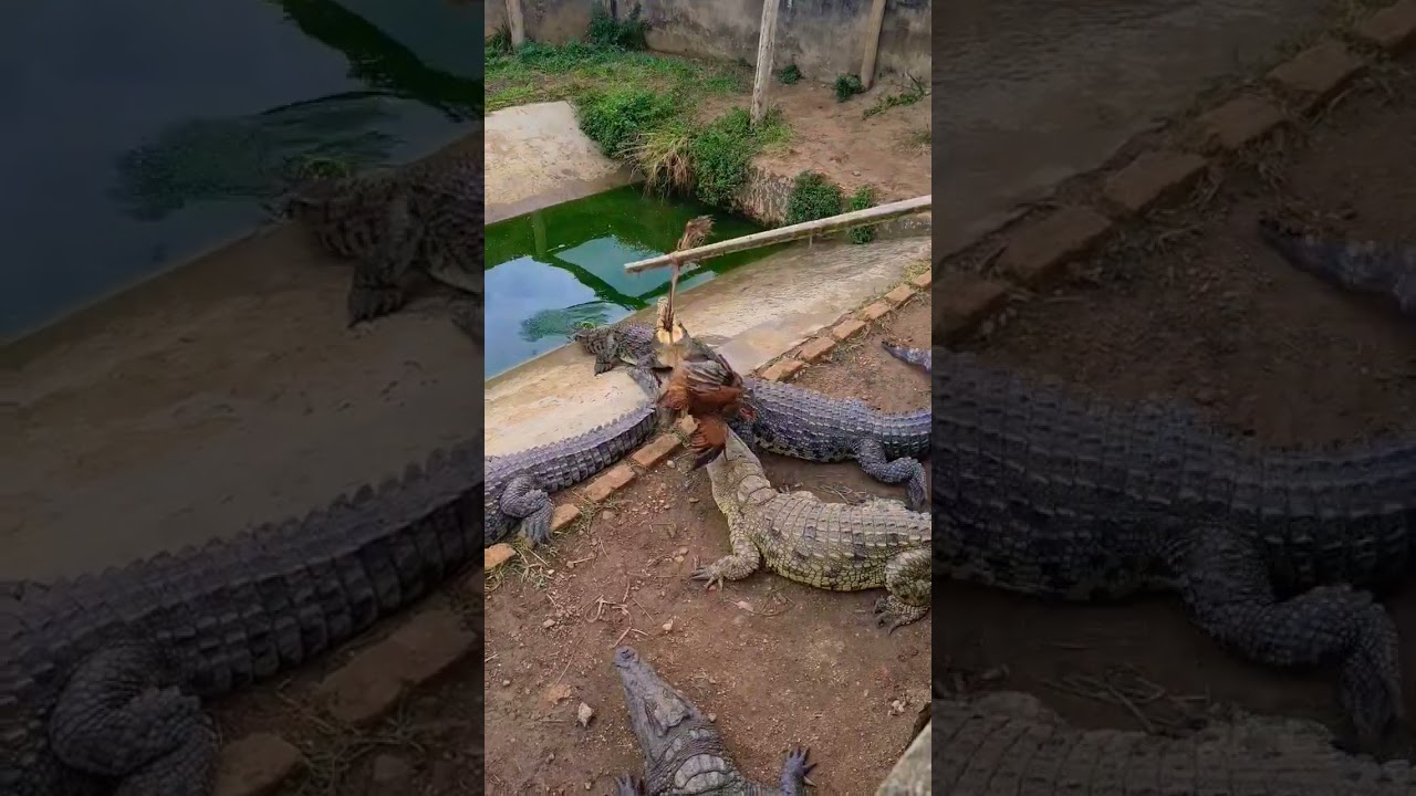 Katil Timsah avını  par&ccedil;alıyor.  Killer Crocodiles. #timsah #wildlife #africansafari #crocodile