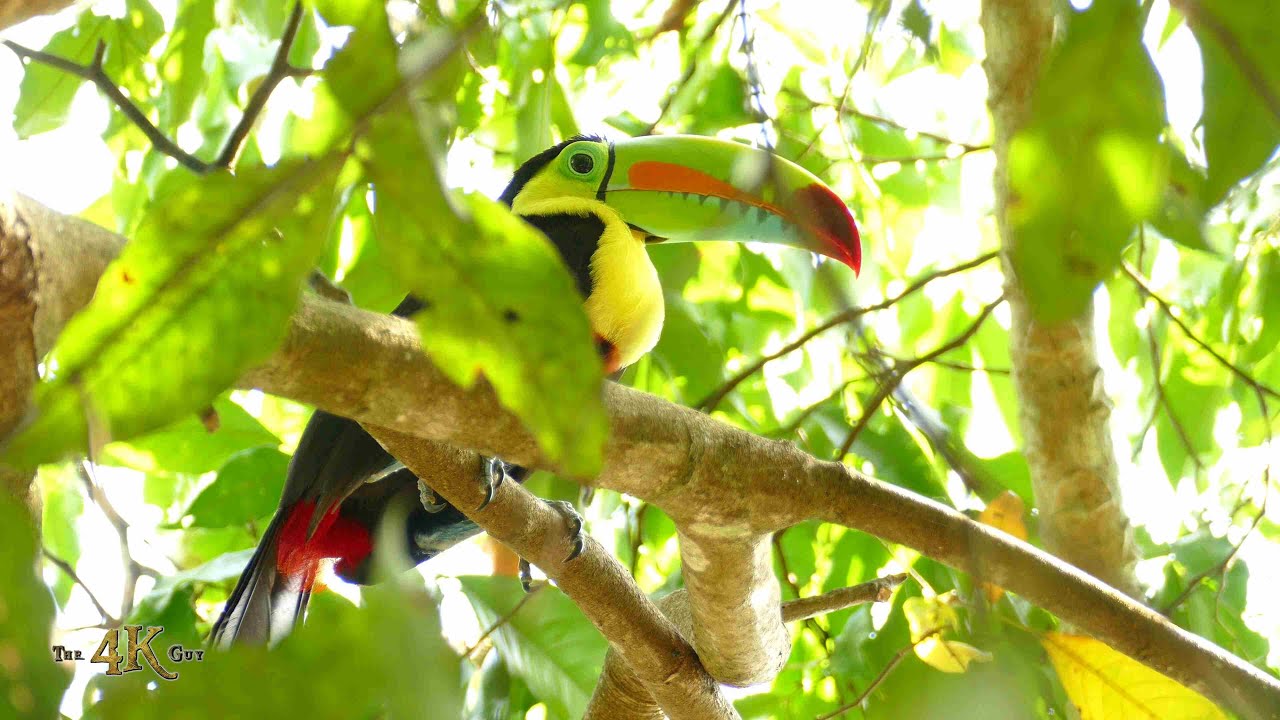 Keel Billed Toucan is the most flamboyant bird in the Americas