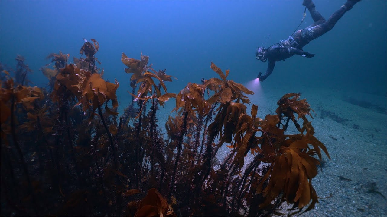 Spearfishing in Bergen! 🐟